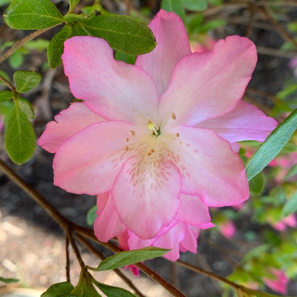 Meet your Posher, D. - Picture 3 of 6